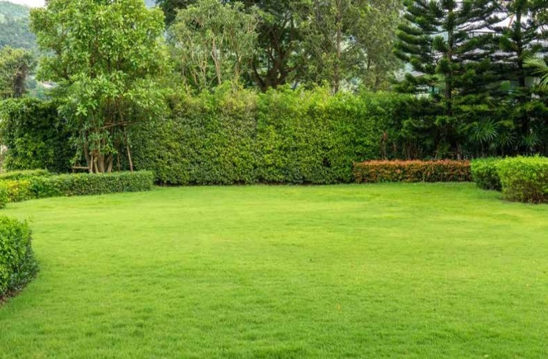 Multi-Purpose Lawn (1) (1)